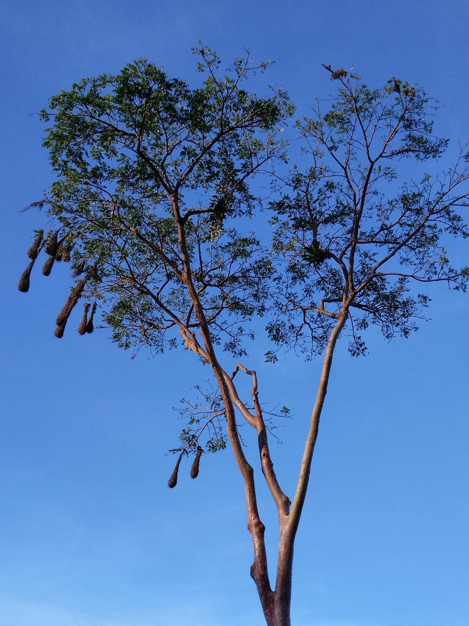 Bewak Cr Hotel ตอร์ตูเกโร ภายนอก รูปภาพ